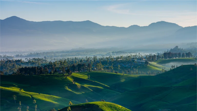 hamparan kebun teh di area kota bandung